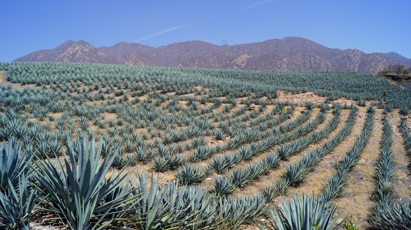 Tequila - barlibrary