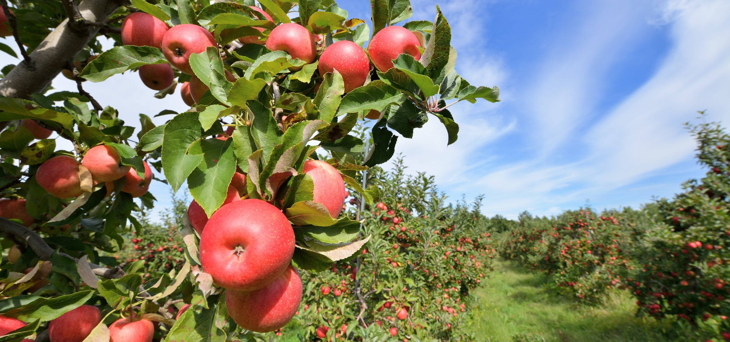 Cider